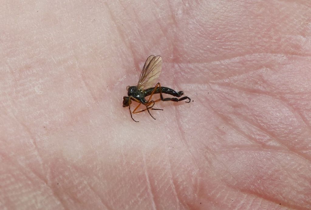 Brachystomatinae ID?